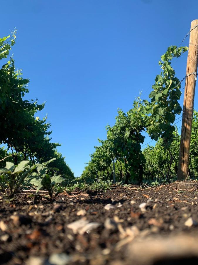 Masseria Spinale Wine Resort Melfi Dış mekan fotoğraf