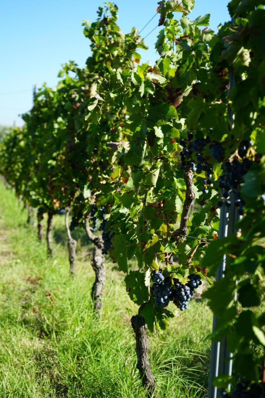 Masseria Spinale Wine Resort Melfi Dış mekan fotoğraf