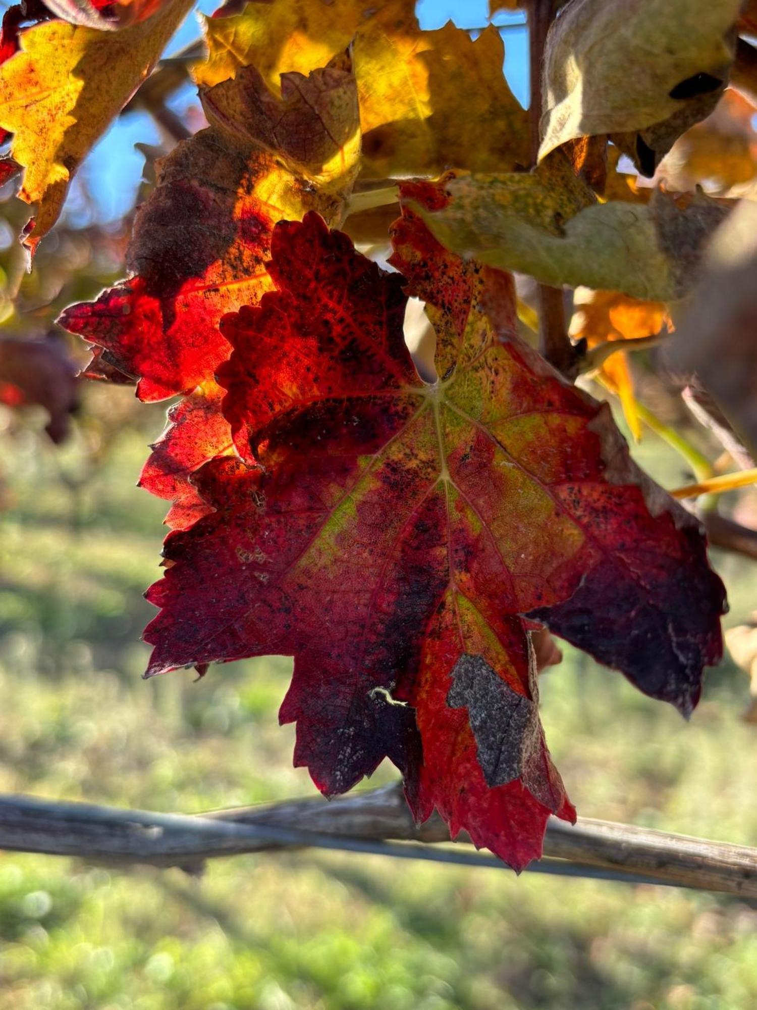 Masseria Spinale Wine Resort Melfi Dış mekan fotoğraf